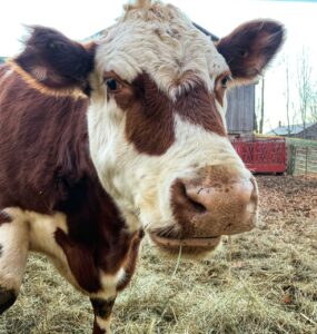 You can get really close to the animals, like this cow, at Bronte Creek. 